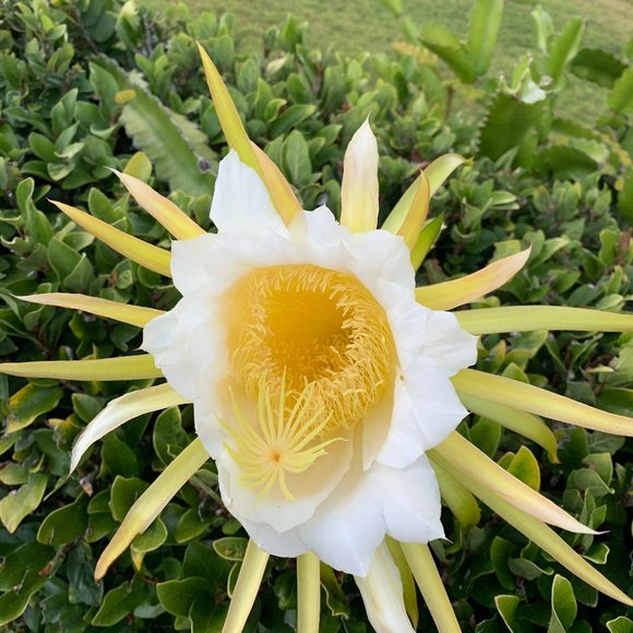 Meet your Posher - Picture 1 of 1